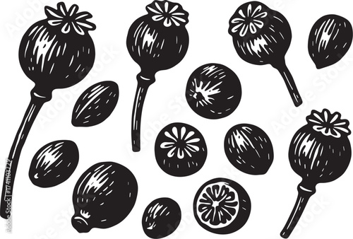Poppy seed pods linocut illustration black and white vector engraving with dried seed heads and capsules detailed botanical print for packaging and label design