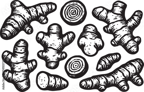 Turmeric or ginger root linocut illustration black and white engraving with sliced and whole rhizomes detailed botanical print for herbal and organic label design