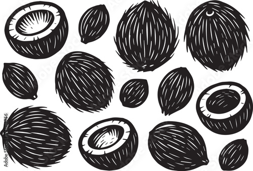 Coconut linocut illustration with whole and halved nuts detailed tropical vector engraving black and white design for organic packaging