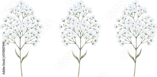 Baby’s breath botanical illustration, delicate white flowers, green stems and leaves, floral design, nature artwork, minimal plant sketch, isolated graphic