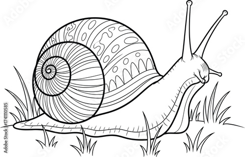 Detailed black and white Zentangle-style snail with an intricate shell pattern, crawling through grass, a beautiful outline illustration perfect for adult coloring books and nature designs.