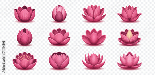 Pink lotus flower stages of blooming set