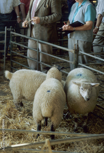 Fotografía Three young sheep being sold in a sale ring pen
