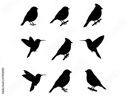 Silhouette Bird Collection Elegant Avian Outlines for Design Projects and Nature Inspiration
