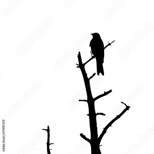silhouette of a tree on a branch