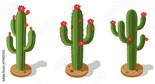 Isometric cactus collection with red flowers on white background