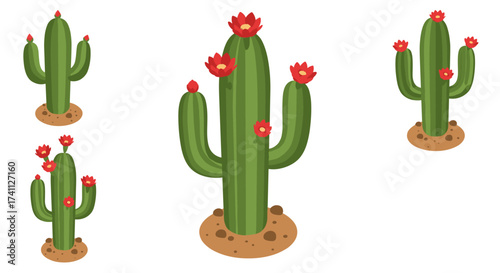 Colorful flat cactus design with blossoming flowers on white background