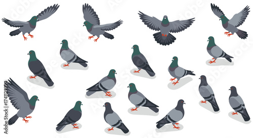 Isometric pigeon collection: detailed birds in various poses on white background