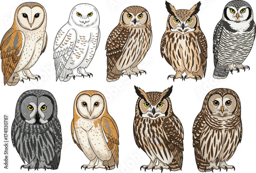 Owl species illustration set, detailed plumage, wildlife birds, nocturnal animals, forest creatures, ornithology, nature study, cartoon style, vector art