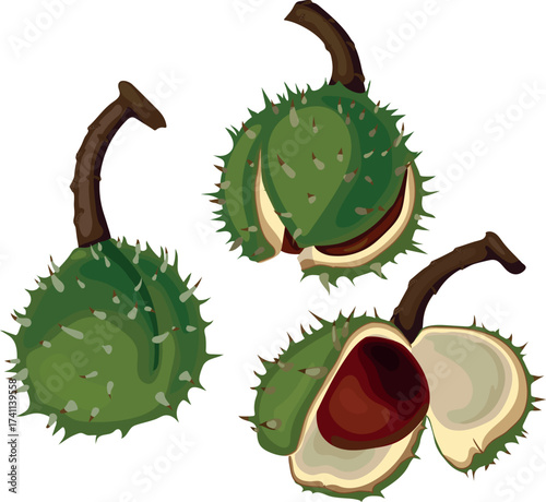 Set of stages of opening of ripe horse chestnut fruit isolated on white background