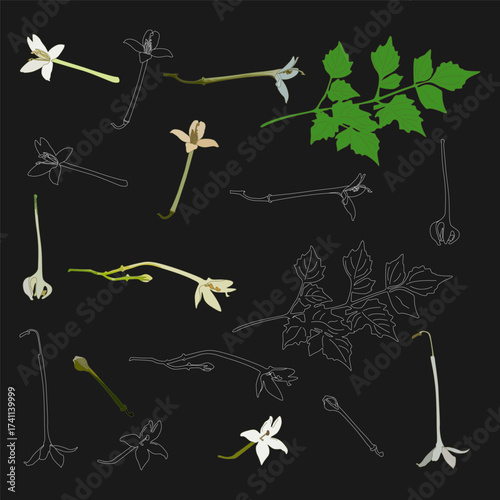 Set of indian cork tree, scientific name millingtonia hortensis L. f. isolated on black background. vector illustration
