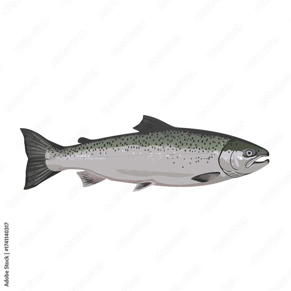 Naklejka premium Coho salmon illustration with detailed features on transparent background, isolated, vector