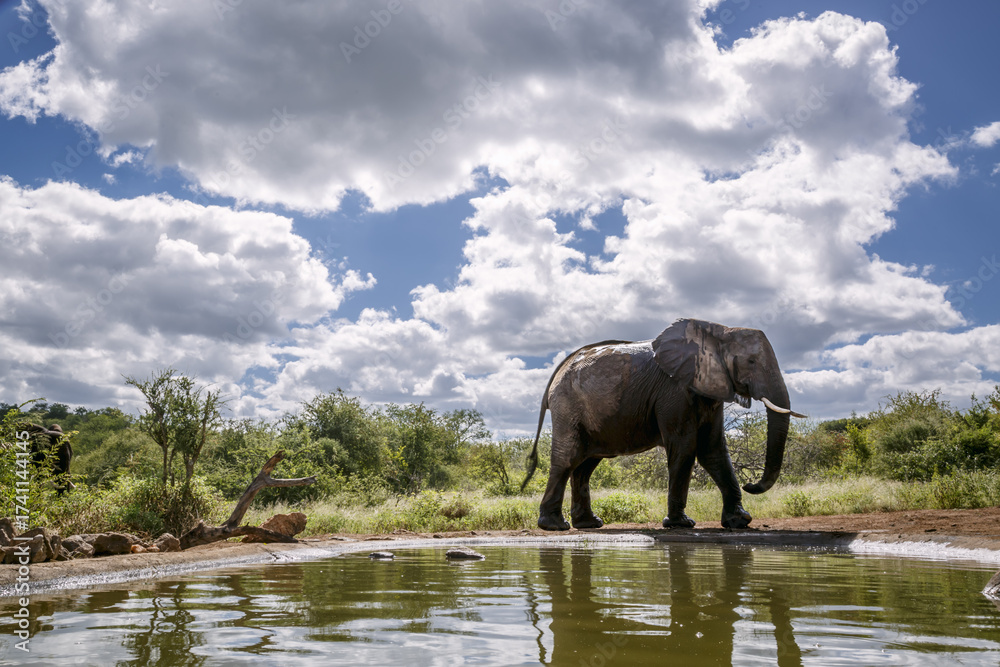 Fototapeta premium African bush elephant walking along waterhole in Greater Kruger National park, South Africa ; Specie Loxodonta africana family of Elephantidae
