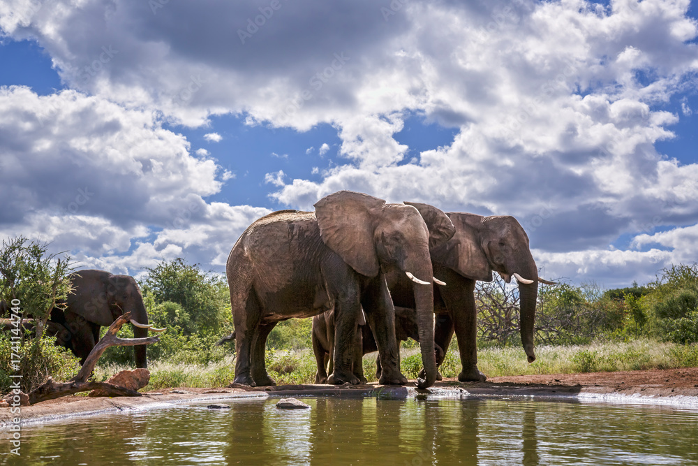 Fototapeta premium Small group of African bush elephant with baby along waterhole in Greater Kruger National park, South Africa ; Specie Loxodonta africana family of Elephantidae
