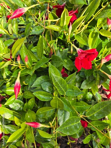 Beautiful red flowers, delicate greenery