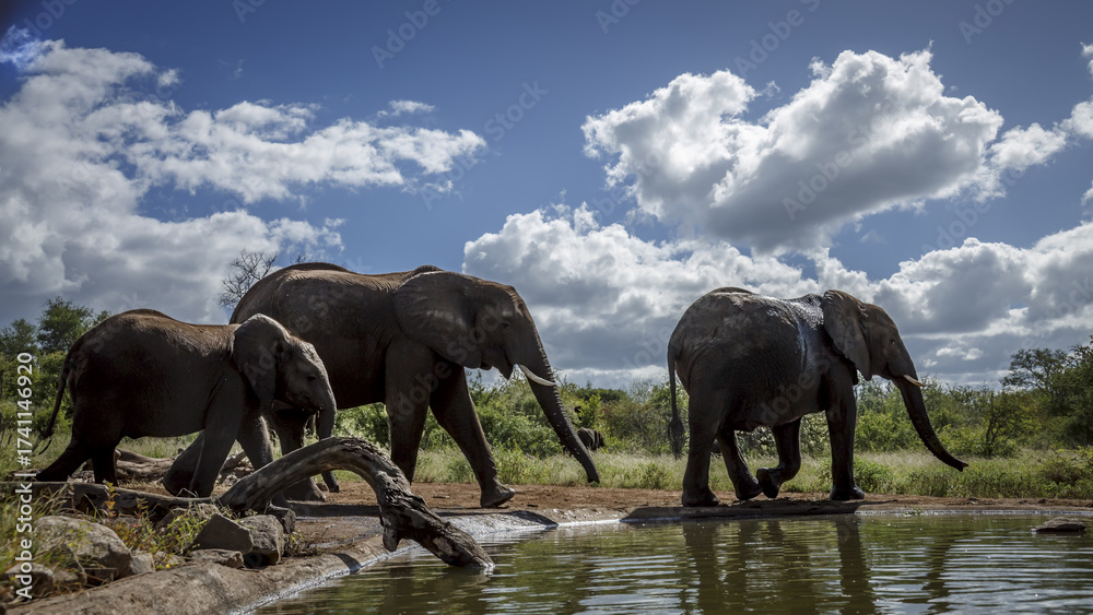 Fototapeta premium Three African bush elephants walking along waterhole in Greater Kruger National park, South Africa ; Specie Loxodonta africana family of Elephantidae