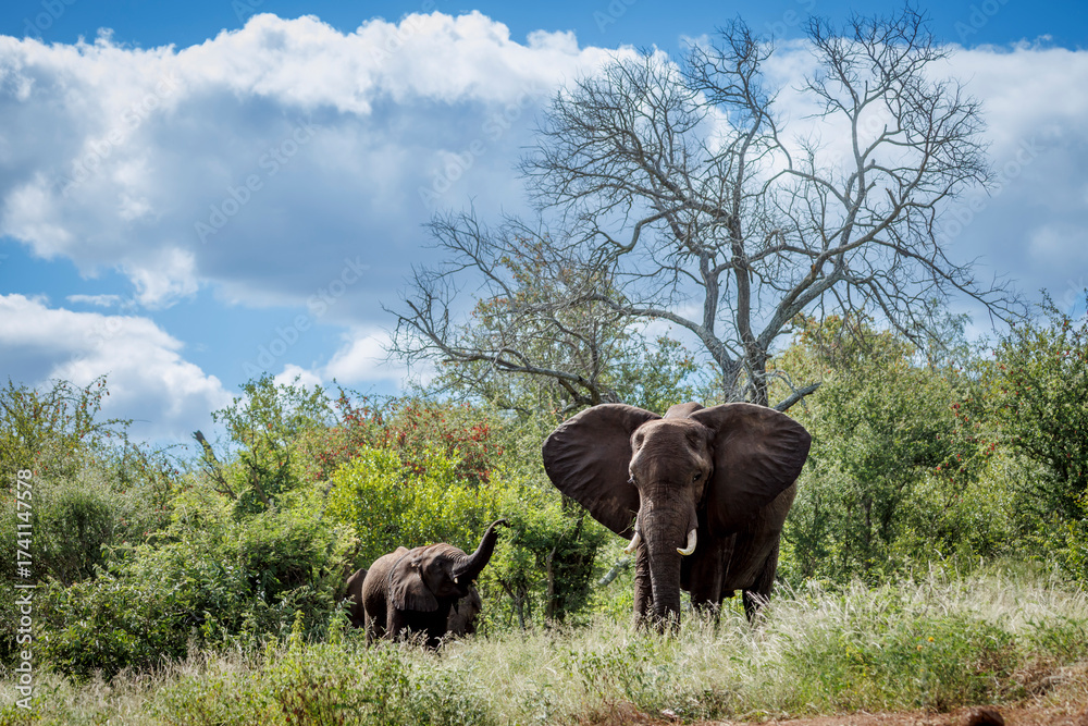Naklejka premium African bush elephant with cub in green savannah in Greater Kruger National park, South Africa ; Specie Loxodonta africana family of Elephantidae
