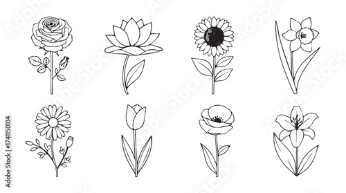 Collection of delicate hand drawn flower sketches botanical artwork line art design elements vector