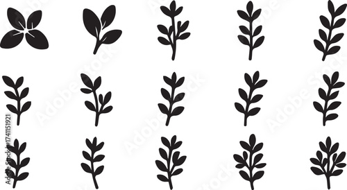 Thyme herb silhouettes in black and white linocut vector style for organic culinary and natural product label packaging