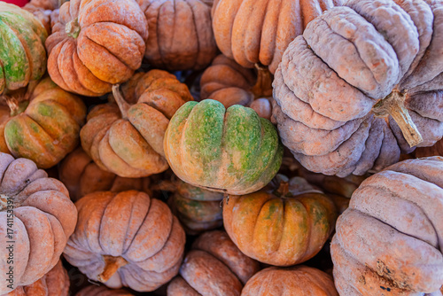 types of pumpkins on display