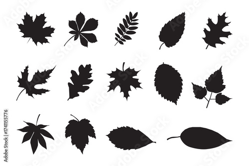 Collection of leaf silhouettes from various trees. Vector illustration of different leaf shapes isolated on white background for design and decoration.