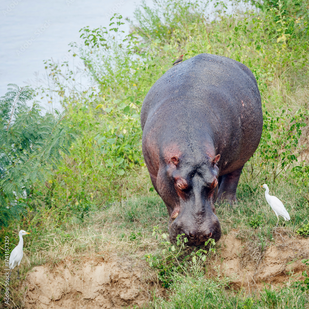 Fototapeta premium Hippopotamus grazing along water with cattle egret in Kruger National park, South Africa ; Specie Hippopotamus amphibius family of Hippopotamidae