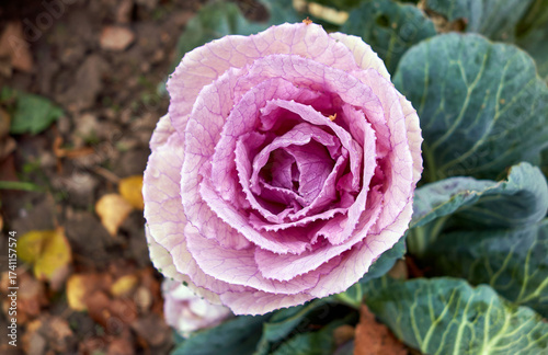 Garden flowerbed, decorative cauliflower, bright flowers