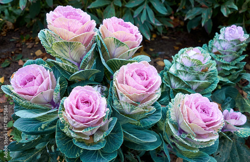 Garden flowerbed, decorative cauliflower, bright flowers