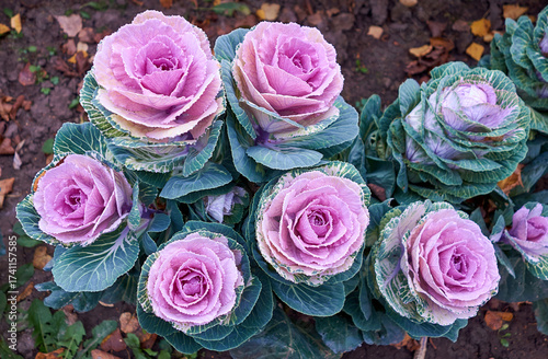 Garden flowerbed, decorative cauliflower, bright flowers