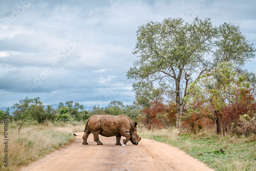 Southern white rhinoceros crossing safari gravel road in Kruger National park, South Africa ; Specie Ceratotherium simum simum family of Rhinocerotidae