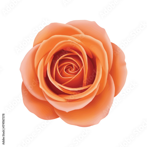 Close up of vivid orange rose flower with layered petals and realistic texture