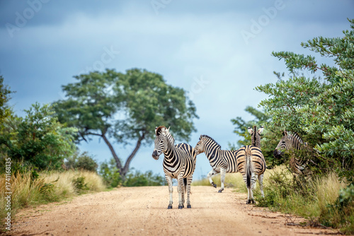 Two Plains zebras staying on safari road in Kruger National park, South Africa ; Specie Equus quagga burchellii family of Equidae
