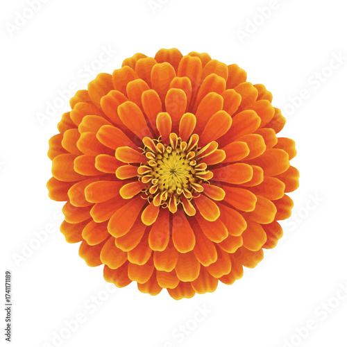 Orange chrysanthemum flower with compact rounded petals and bright saturated color