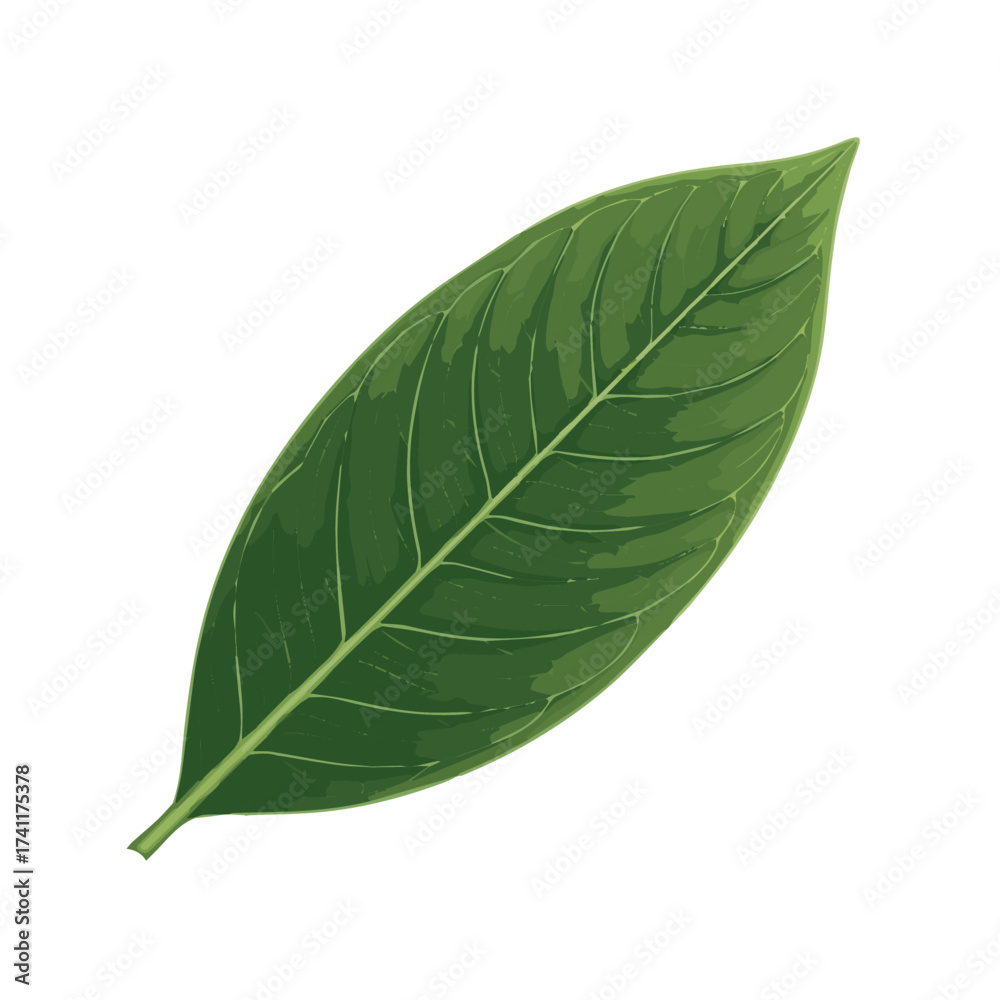 Fototapeta premium Long green tropical leaf with realistic veins and smooth texture used for natural design accents