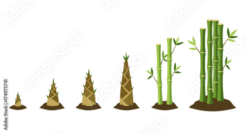 Growth stages of bamboo plant from seedling to mature cane in flat style