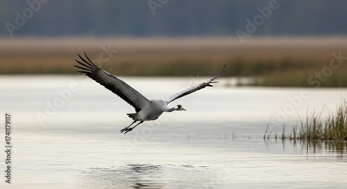 Common Crane Flying Over Calm Water with Tall Grasses in Background