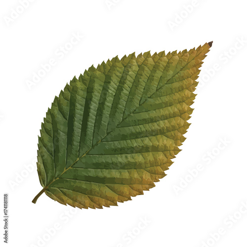 Bright green elm leaf with strong texture and vivid veins showing perfect symmetry