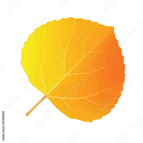 Yellow poplar leaf with soft texture and curved edges symbolizing autumn color change