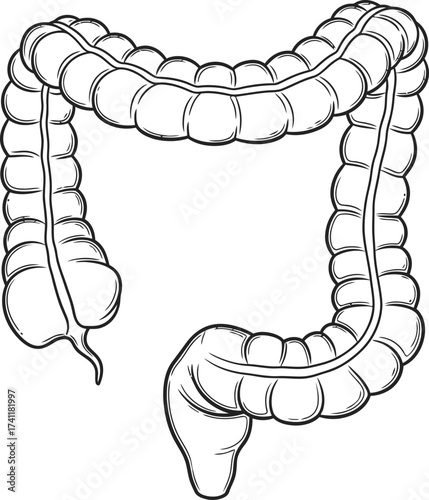 Anatomical illustration of the human large intestine (colon). Digestive tract medical vector drawing.