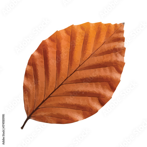 Dry brown beech leaf with curled edges showing natural aging and autumn atmosphere