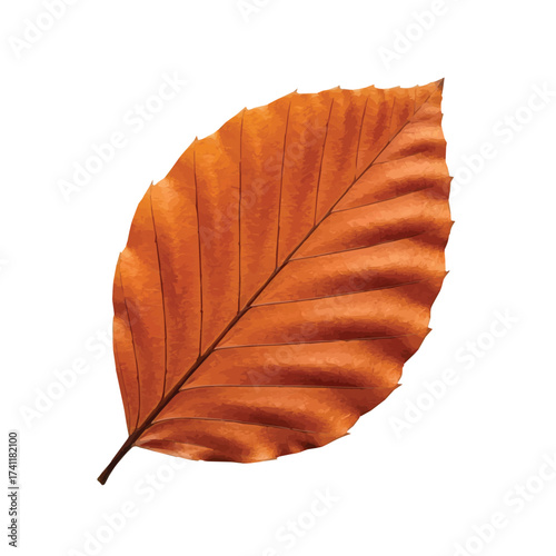 Brown autumn leaf with curled shape symbolizing drying nature and seasonal change