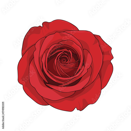 Fresh red rose flower with natural velvety petals and bright romantic tone isolated on white