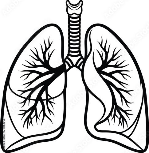 Hand-drawn human lungs and trachea line art. Anatomical respiratory system vector illustration isolated on white background.