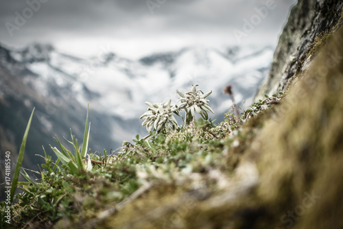Panorama - Edelweiss Symbol und geschützte Blume der Alpen