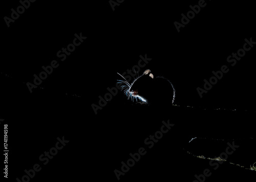 Wood mouse, sillhouetted and rim lit