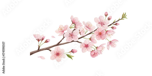 Pink cherry blossom branch isolated on white background