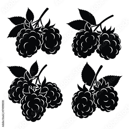 Blackberry clusters four isolated silhouettes fresh fruit dark berry delicious sweet healthy food silhouette