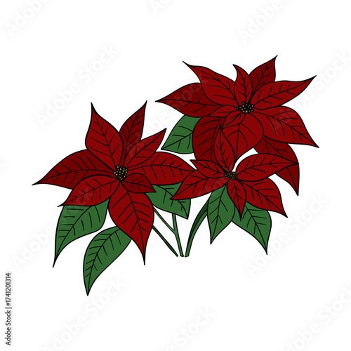 Beautiful red poinsettia flower, traditional Christmas plant symbol of the holiday season. Festive winter illustration greeting cards, invitations, decorations, posters, clipart