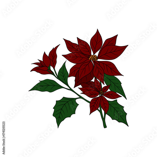 Beautiful red poinsettia flower, traditional Christmas plant symbol of the holiday season. Festive winter illustration greeting cards, invitations, decorations, posters, clipart