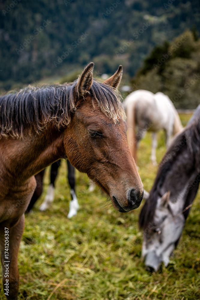 Obraz premium paesaggio in montagna